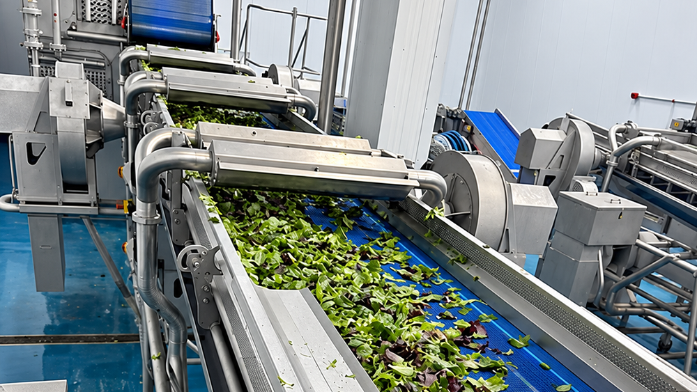 Gentle Air Knife Drying for Lettuce